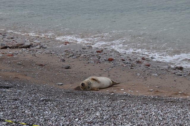 Public urged to keep clear of grey seal on South Devon beaches