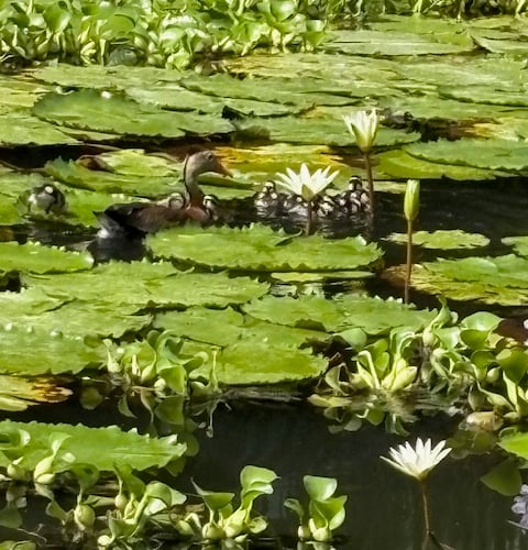 Whistling Duck - Elaine Hitch