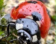 Volunteer with Force4Nature and Reconnect with Nature