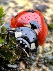 Local wildlife - Photo Credit Gary Jolliffe