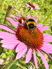 Essential pollinators - Gary Jolliffe