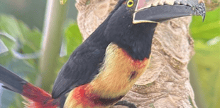 Nature Diary by Mike Hitch | A journey through Costa Rica's wildlife