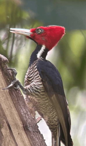 Lineated woodpecker - Elaine Hitch