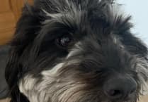 Local Vet Shares Tips on Treating Dog Allergies