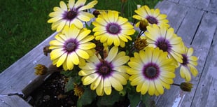 Entries open for RHS and BBC's Pocket Garden Makeover Prize 