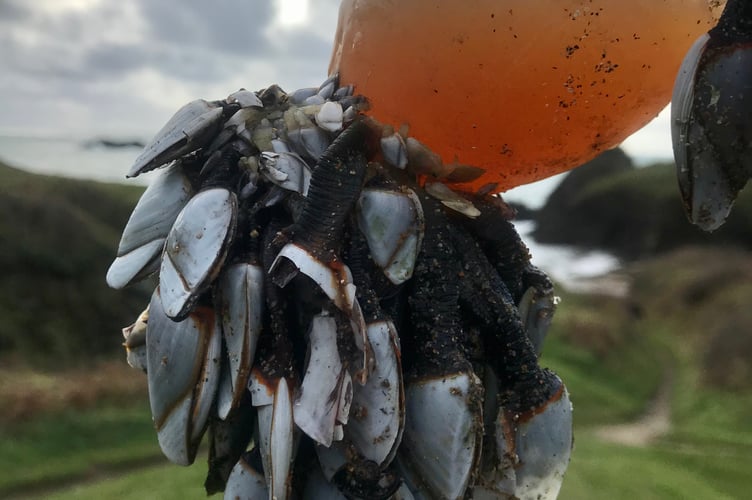 Gooseneck Barnacles on plastic bottle