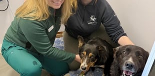 Tails from South Moor by Vet Hayley Coates| Toxic Waste