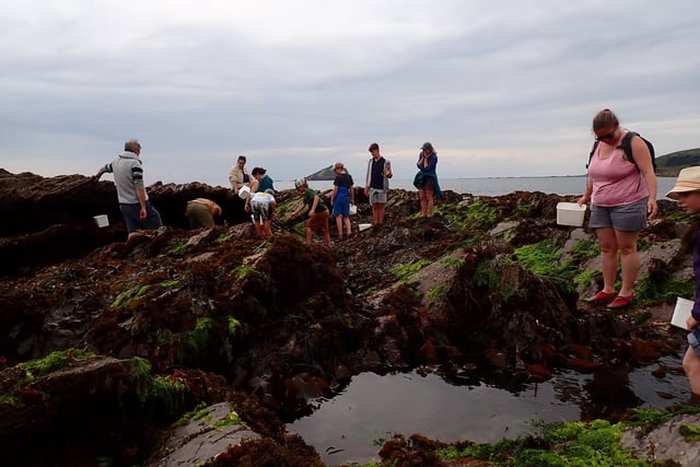 Join Devon Wildlife Trust's Shoresearch Survey at Wembury Beach