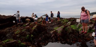 Join Devon Wildlife Trust's Shoresearch Survey at Wembury Beach