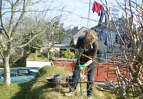 Reviving Devon's Hedges For Wildlife