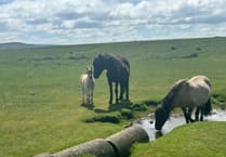Dartmoor pony cull petition reaches 145k signatures