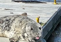 Fun facts about seals from Dart Harbour & Navigation Authority