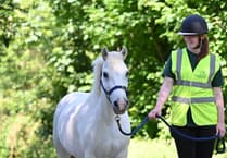 Help to rehome Alan the moorland pony