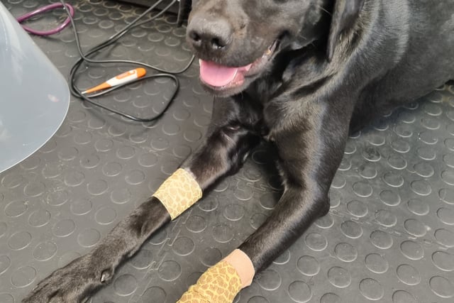 Labrador's dramatic recovery post-surgery