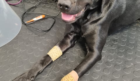 Labrador's dramatic recovery post-surgery
