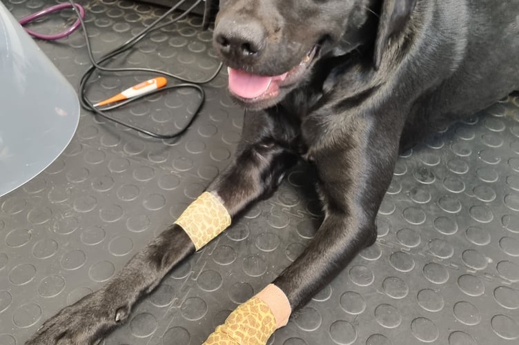 Rodney the Labrador - South Moor Vets 