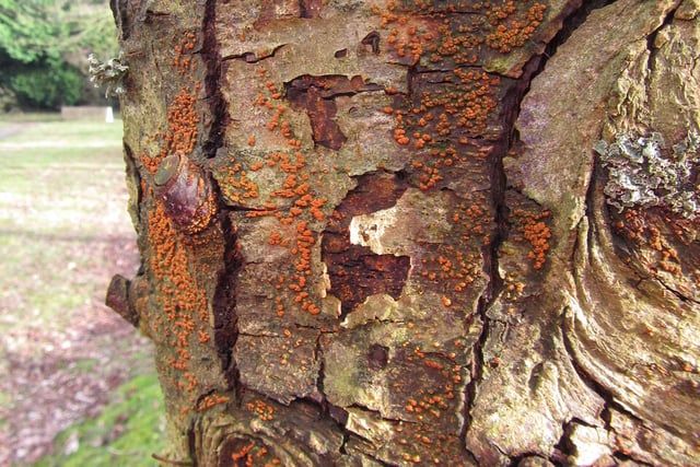 'Killer fungus' triggers emergency in South Devon