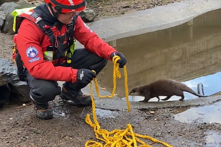 Leaning the ropes - a  Dartmoor Search and Rescue Team Member training with an rescue  otter