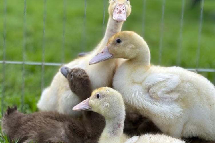 Ducklings at The Shire Horse Centre Farm near Yealmpton.