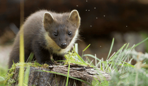 Pine martens thrive in the South West