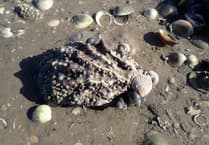 How UK estuaries are battling invasive species