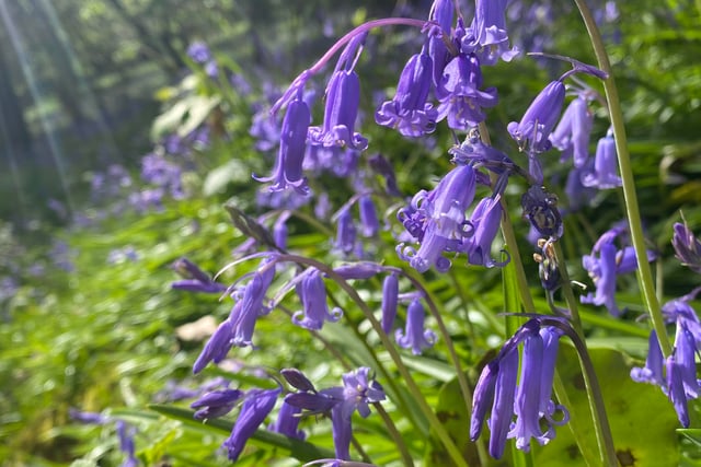 Explore Deer Wood's bluebell weekend with family art activities