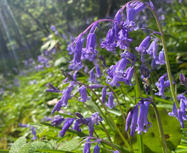 Explore Deer Wood's bluebell weekend with family art activities