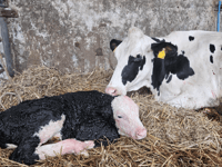 South Moor Cow's Life-Saving Caesarean