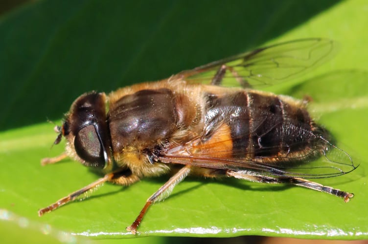 Drone Fly by James Clark