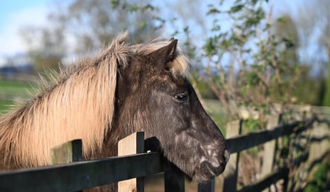 Icelandic Horses thrive at Mare and Foal Sanctuary