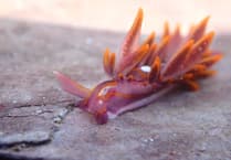 Discover rare sea slugs in Wembury