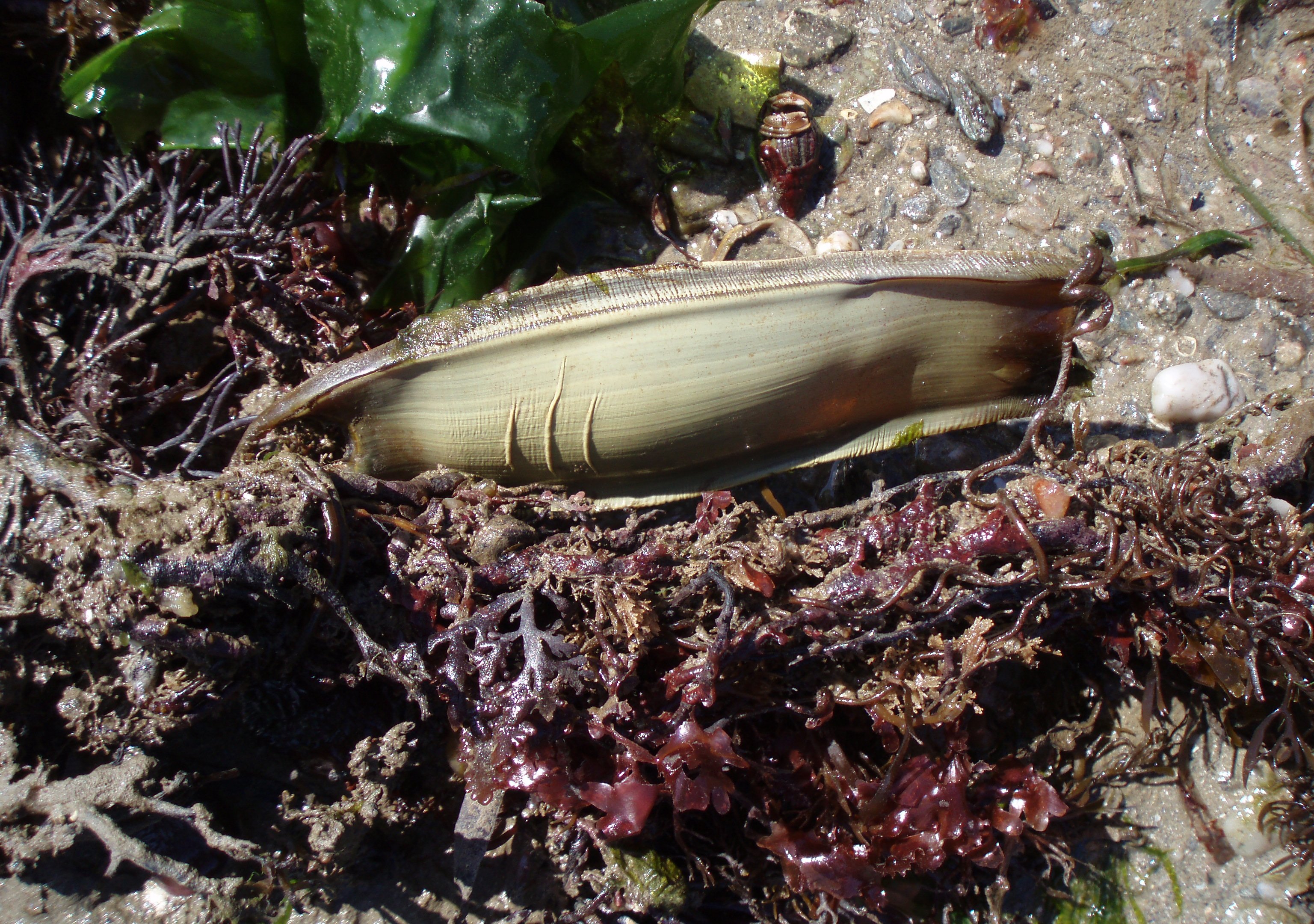 exploring rockpools: discovering the hidden marine life | dartmouth ...