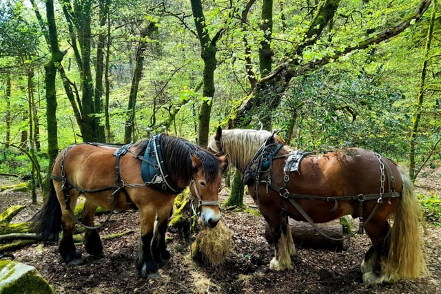 Dartmoor's dynamic landscapes festival: Moor Understanding coming soon