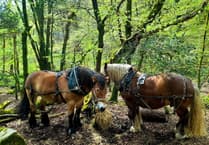 Join Dartmoor's 'Moor Understanding' festival