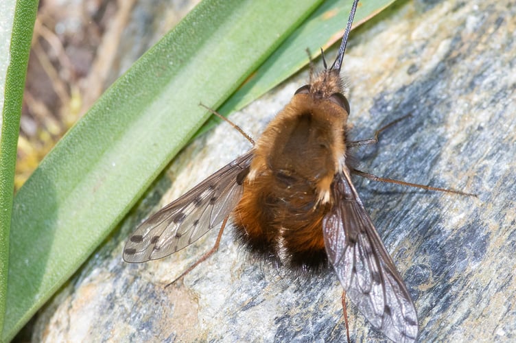 Dotted Bee Fly - Bombylius discolor by Geoff Foale