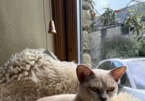 Maya's Feline Coronavirus Battle: A Tale of Hope