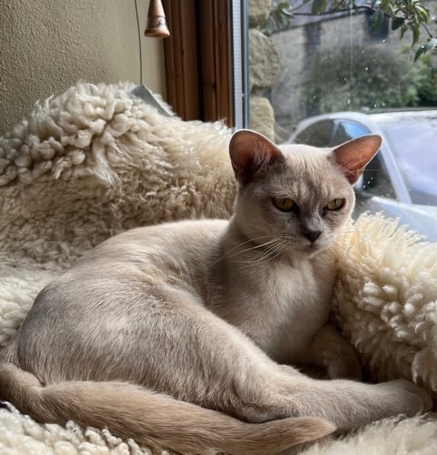 Maya the Burmese Kitten