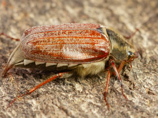 Nature Diary by Geoff Foale | Buzzing into moth season