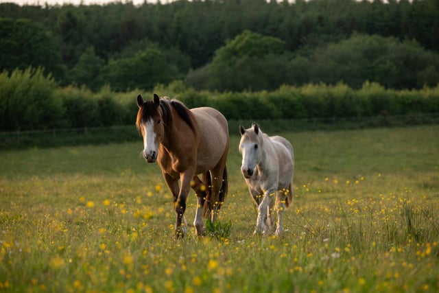 Devon charity seeks volunteer drivers to support rescued horses