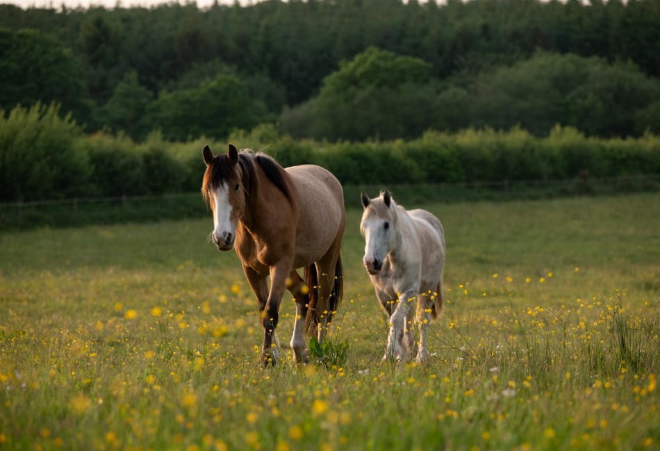 Devon charity seeks volunteer drivers to support rescued horses