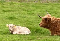Join the Rivers and Moorland Festival in Ivybridge
