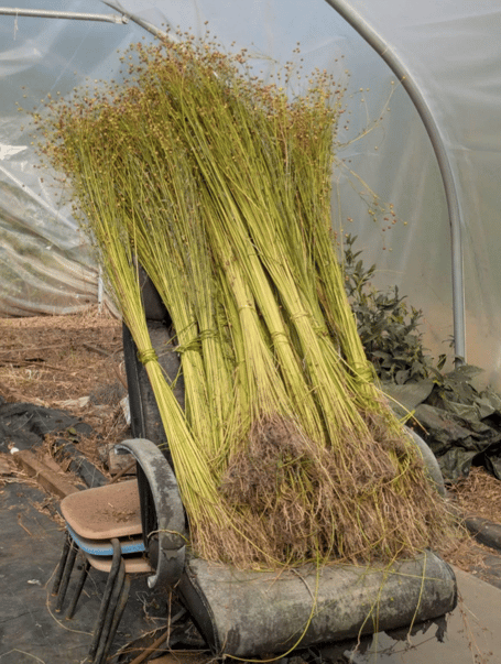 Freshly harvested flax