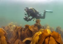 Octopus bloom: £500k catch in one day