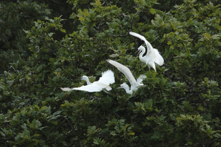 Two young egrets with their parent - By Bruce Church