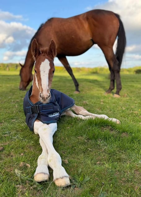 The Foal with its mother 
