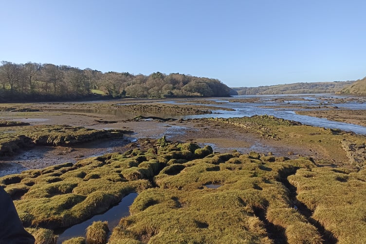 Yealm Estuary at low tide with saltmarsh in the foreground