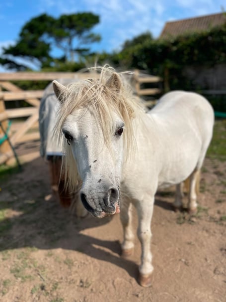 One Pony’s Remarkable Recovery from Laminitis