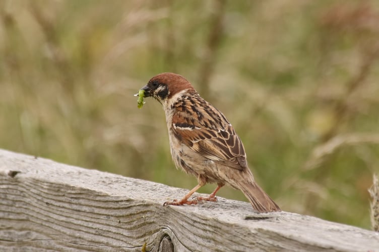Tree Sparrow with Caterpillar - Alice Henderson