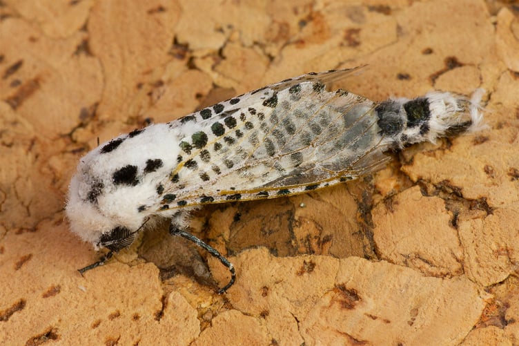 Leopard Moth - Geoff Foale