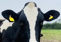 TB Testing Success at South Moor Farm